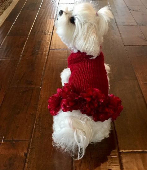 Ravelry: Lady in Red Doggy Dress by Paula Marie Designs Dogs Outfits, Knitting Patterns For Dogs, Crochet Dog Sweater Free Pattern, Dress Knitting Pattern, Small Dog Dresses, Custom Dog Beds, Dog Sweater Crochet Pattern, Dress Knitting, Pet Sweaters