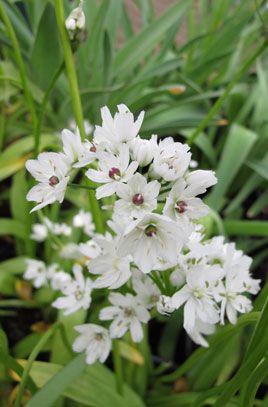 Allium neapolitanum Cowanii Group | Neapolitan garlic Cowanii Group/RHS Gardening Allium Cowanii, Allium Neapolitanum, Ornamental Onion, Biodiversity Conservation, Perennial Bulbs, Orchid Show, Late Spring, Plant Health, White Stars