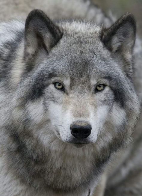 Tattoo Wolf, Wolf Sketch, Wolf Husky, Canadian Wildlife, Wolf Stuff, Wolf Photos, Wolf Spirit Animal, Timber Wolf, Wolf Love