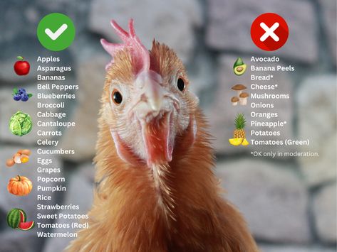 Can Chickens Eat That? The Ultimate Guide to What Food Scraps Chickens Can Eat Foods Chickens Can Not Eat, Plants Chickens Like To Eat, Spices To Add To Chicken Feed, What Scraps Can Chickens Eat, Snacks For Chickens, Popcorn Pumpkin, Flowers Chickens Wont Eat, Chicken Composting, Mushroom Broccoli