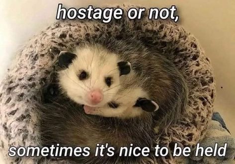 Silly Possum, Possum Memes, Awesome Possum, Street Cat, Party Ladies, Trash Panda, Racoon, Wholesome Memes, Spotify Playlist