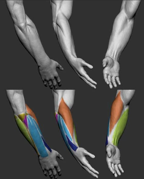 arm muscles 3d Anatomy Reference, Arm Muscles Drawing, Hand Muscles Anatomy, Arm Muscle Reference, Arm Muscles Anatomy, Hands Muscles, Forearm Anatomy, Anatomy Arm, Arm References