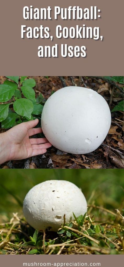 Giant Puffball Mushrooms: Identification, Foraging, and Recipes Puff Mushroom Recipes, Puffballs Mushroom, Giant Puffball Mushroom, Giant Puffball Mushroom Recipe, Puff Ball Mushroom Recipes, Puffball Mushroom Recipes, Puffball Recipes, Mushroom Identification Chart, Puff Ball Mushroom