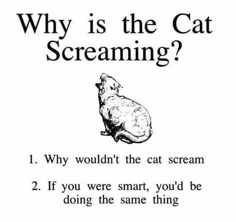 Screaming Meme, Cat Screaming, Scream Meme, Science Diagrams, Crazy Cat People, Spotify Playlist Cover, Scream 2, Caw Caw, You Are Smart