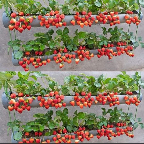 Home Vegetable Garden Design, House Gardening, Vertical Vegetable Garden, Small Vegetable Gardens, Vertical Herb Garden, Vegetable Garden Diy, Indoor Vegetable Gardening, Back Garden Design, Growing Strawberries