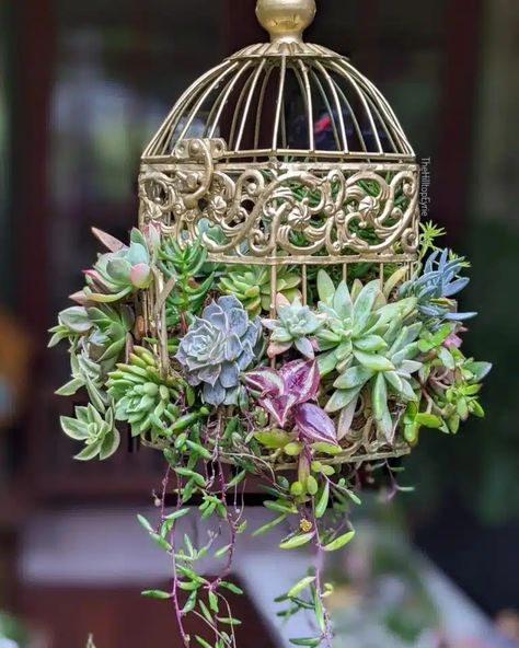 Birdcage Planter, Succulent Garden Diy, Bird Cage Decor, Succulent Gardening, Succulents In Containers, Creative Gardening, Cactus Y Suculentas, Succulent Arrangements, Deco Floral