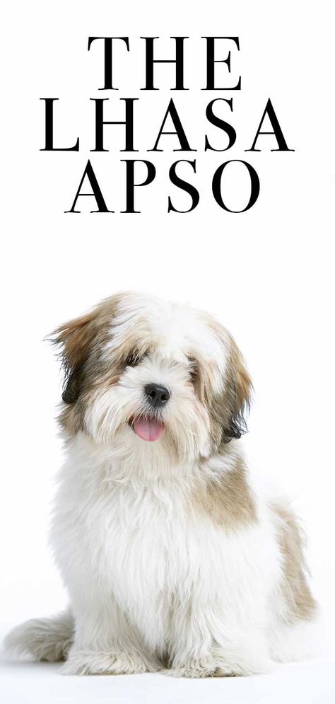 Lhasa Apso - The Little Dog Packed with Personality - The Happy Puppy Site Lhasa Apso Puppies, Dog Muzzle, Lion Dog, Purebred Dogs, Lhasa Apso, Pugs Funny, Happy Puppy, Lhasa, Dog Training Obedience