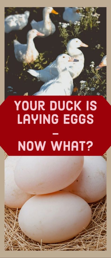 Duck Eggs Vs Chicken Eggs, What To Feed Ducks, Duck Stuff, Pekin Duck, Backyard Ducks, Duck Breeds, Duck Coop, Duck Farming, Raising Ducks