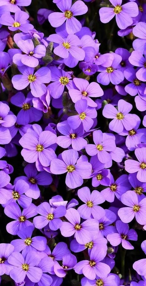 Vilots Flowers, Violet Flower Wallpaper, Dark Purple Flowers, Violet Aesthetic, Violet Plant, Black Woman Artwork, Violet Flowers, Flowers Purple, Cool Backgrounds Wallpapers