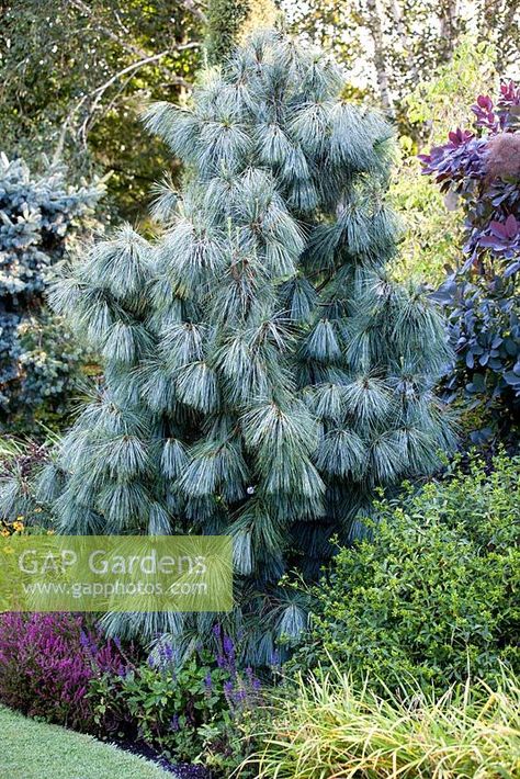 Pinus wallichiana 'Zebrina', Bhutan Pine. Conifer, August. Conifer Garden, Conifers Garden, Plant Photography, Green House, Bhutan, Trees And Shrubs, Japanese Garden, Creepers, Garden Inspiration