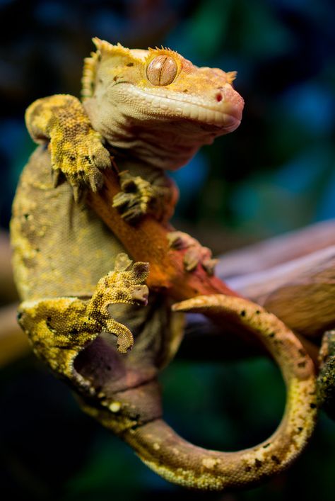 Gecko Pet, Gecko Terrarium, Cute Gecko, Cute Lizard, Cute Reptiles, Crested Gecko, Reptile Snakes, Vivarium, Crocodiles