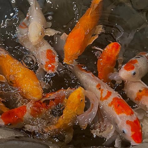 Orange Koi, Orange Icons:), Pretty Images, Koi Pond, Marine Animals, Koi Fish, Goldfish, Photo Profil, Marine Life