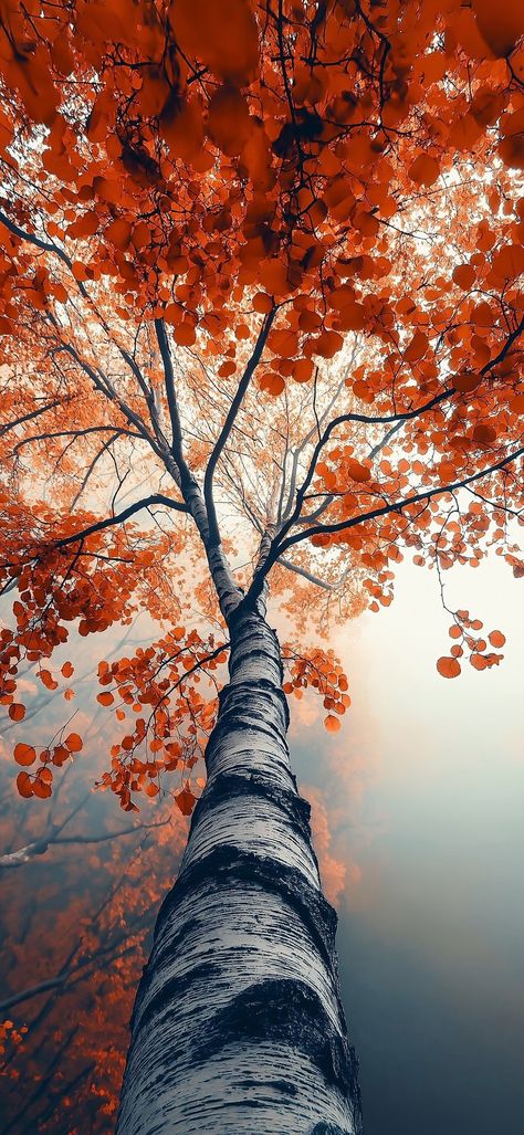 Ultra Realistic Wallpaper, Outdoor Wallpaper Iphone, Iphone Wallpaper Original Apple, Fall Trees Wallpaper, Autumn Wallpaper Hd, Samsung Wallpapers, Tree Background, Wallpaper Samsung, Artwork Wallpaper