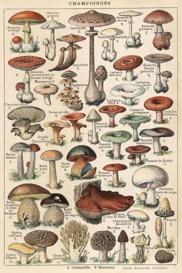 'Mushrooms Larousse 1913' Photographic Print | Art.com Mushroom Varieties, Mushroom Poster, Mushroom Drawing, Vintage Mushroom, Mushroom Art, Vintage Poster Art, Botanical Illustration, Botanical Art, Vintage Illustration