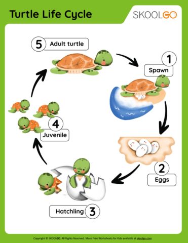 Life Cycle Of Sea Turtle, Turtle Lesson Plans Preschool, Turtle Life Cycle Craft, Turtle Games For Kids, Turtle Life Cycle Preschool, Life Cycle Projects For Kids, Turtle Activities For Preschool, Turtle Activities For Kids, Turtle Worksheet