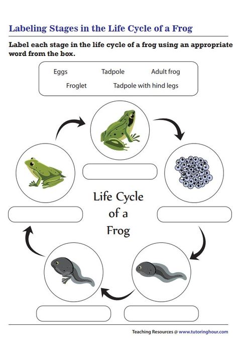 Life Cycle Of Animals Worksheet, Frog Life Cycle Coloring Page, Frog Worksheet, Frog Life Cycle Worksheet Free Printable, Dbt Diary Card, Kindergarten Science Projects, Frog Eggs Life Cycles, Life Cycle Of Frog Worksheet, The Life Cycle Of A Frog