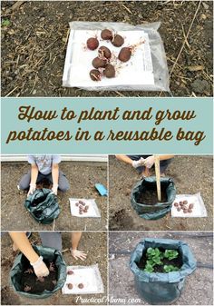 How to grow potatoes in a reusable bag | Practical Mama Potato Growing Bags, Potato Grow Bags Diy, Planting In Bags, Planting Potatoes In Grow Bags, Growing Potatoes In Grow Bags, How To Grow Potatoes In A Bag, How To Plant Potatoes In Grow Bags, Potato Bags Grow, Grow Potatoes In A Bag