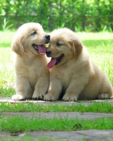 Cute Labrador puppy Falling in love one paw at a time with this little bundle of joy 🐾💕  #PuppyLove #CreamyDreamy" #PuppyPlaytime #AdorableMoments #TinyButMighty #PuppyPower #BigDreams #TinyTeeth #PuppyLove #UnbearablyCute Happy Puppies, Two Puppies, Chien Golden Retriever, Puppy Friends, Golden Puppies, Retriever Puppies, Adorable Puppies, Golden Retriever Puppy, Retriever Puppy