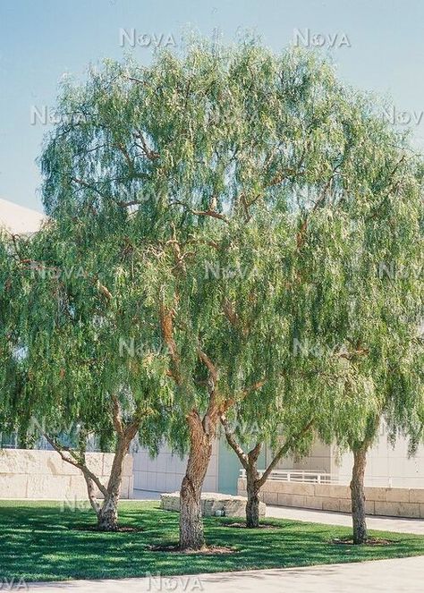 California Pepper Tree California Native Landscape, Plant Sketches, Pepper Tree, Hillside Garden, Landscape Trees, House In The Woods, Front Yard, Trees, California