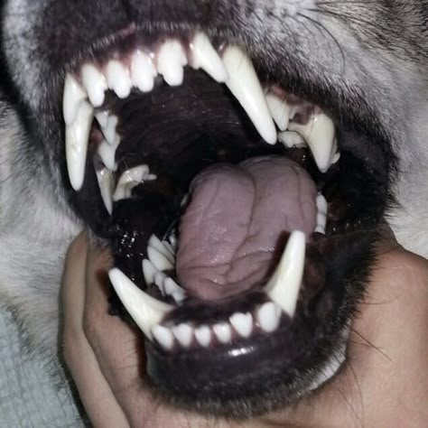 Growling Dog Aesthetic, Rabid Dog Aesthetic, Teeth Aesthetic, Canine Tooth, Angry Dog, Wolf Teeth, Scary Dogs, Animal Teeth, 8bit Art