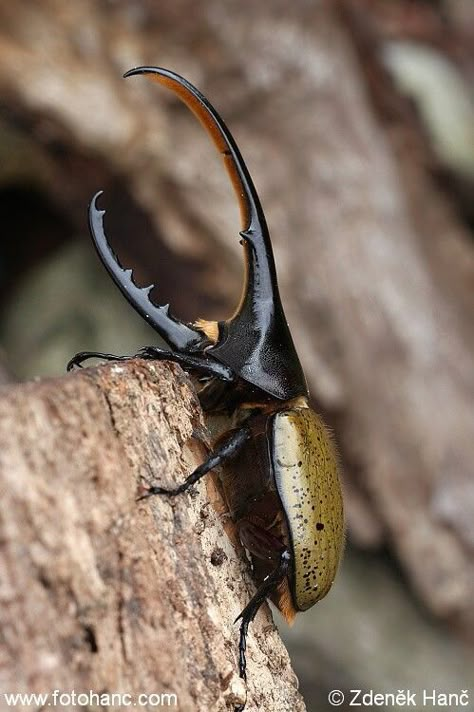 Hercules Beetle, Rhino Beetle, Insect Photos, Insect Photography, Bug Collection, Beetle Insect, Insect Collection, Cool Bugs, Butterfly Life Cycle