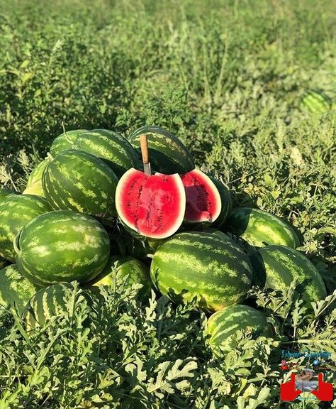 Watermelon Farm, Watermelon Vodka Drinks, Vegetables Pictures, Watermelon Farming, Salad Watermelon, Watermelon Juice Recipe, Watermelon Sangria, Watermelon Dessert, Fruits And Vegetables Pictures