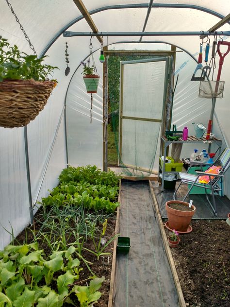 Small Garden Allotment, Polytunnel Ideas, Small Polytunnel, Diy Greenhouse Plans, Outdoor Greenhouse, Small Vegetable Gardens, Backyard Garden Landscape, Home Greenhouse, Backyard Vegetable Gardens