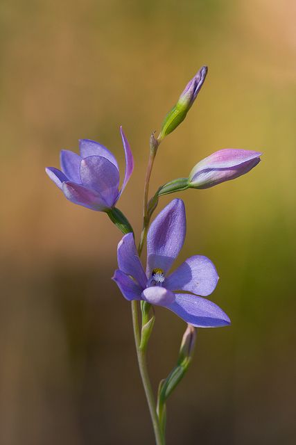 Blue Bell Flowers, Plant Fungus, Flower Close Up, 강아지 그림, Flower Names, Violet Flower, Flower Bud, Tiny Flowers, Botanical Flowers