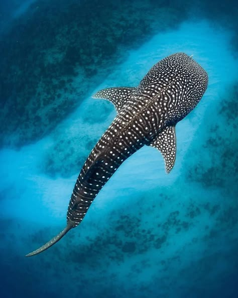 Whale Shark Facts, Whale Shark Tattoo, Shark Painting, Shark Illustration, Leopard Shark, Shark Facts, Cool Sharks, Shark Pictures, Shark Drawing