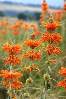 Wild Dagga Flowers Smokable Plants, Wild Dagga, Smokable Herbs, Desert Gardening, Hummingbird Plants, Early Spring Flowers, Goth Garden, Orange Garden, Herbaceous Border