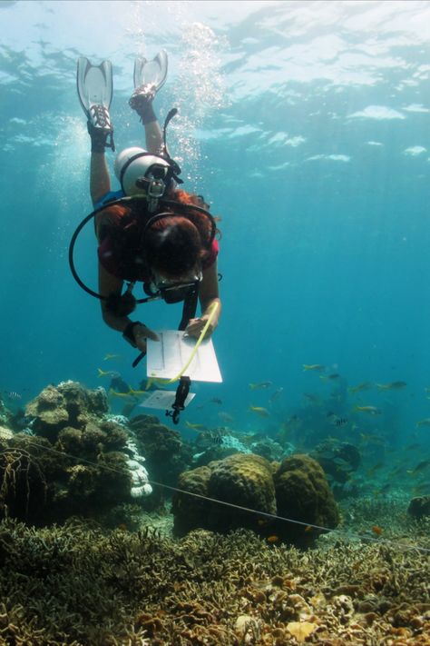 Female Marine Biologist, Coral Reef Conservation, Preppy Marine Biologist, Vision Board Marine Biologist, Maine Biology Aesthetic, Tropical Marine Biology, Marine Biology Pictures, Marine Biology Career, Marine Conservation Aesthetic