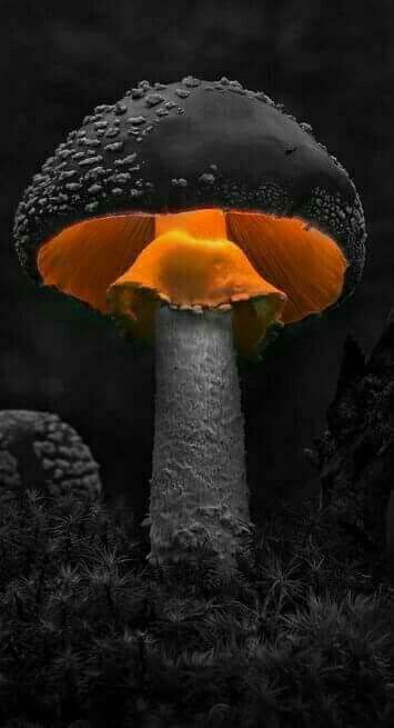 Mushroom Glowing, Spooky Mushrooms, Black Mushrooms, Mushroom Photoshoot, Spooky Mushroom, Black Mushroom, Aspen Trees Photography, Enchanted Forest Quinceanera, Poisonous Mushrooms