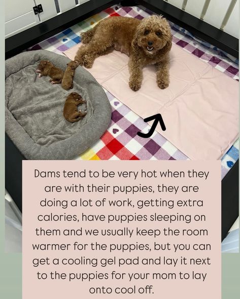 Jenny has this great tip for Breeders. Having puppies in our home means we are paying attention to every little detail. We are monitoring the temperature in the room, mom’s comfort but also keeping the whelping area very quiet and secure. Sometimes moms prefer the dark like a den. Some moms like the area covered as well making it even more den like. Here is a checklist of essentials. ✅ Quiet and secure. Moms are already on high alert after puppies. The whelping box must be away from othe... Whelping Area Ideas, Whelping Box Diy, Welping Box Ideas Puppies, Whelping Room Ideas, Whelping Room, Welping Box, Having Puppies, Breeding Business, Dog Breeding Business