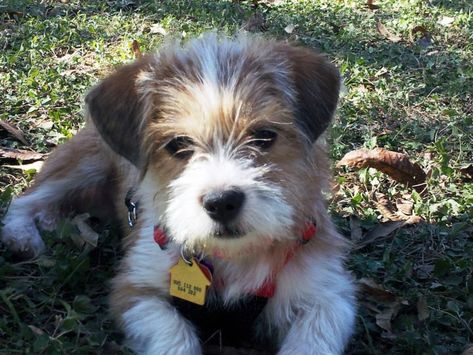 Mixed Breed Puppies, Dog Bedroom, Jack Russell Dogs, Shih Tzu Mix, Terrier Mix Dogs, Best Friend Love, Young Life, Chihuahua Puppies, Dog Rescue