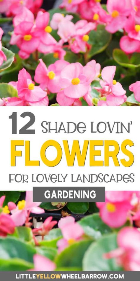 Flowers that Grow in the Shade: The 14 Best Options Periannual Flowers, Best Flowers For Shade, Full Shade Flowers, Part Shade Perennials, Flowering Shade Plants, Part Shade Flowers, Shade Loving Flowers, Shade Annuals, Best Plants For Shade