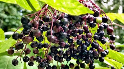 Elderberry Health Benefits, Berry Fruits, Black Elderberry, Berry Fruit, Saint Augustine, California Poppy, Poppy Seeds, Plant Supports, Wine And Liquor