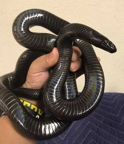 mexican black kingsnake (L. getula nigrita) Mexican Black Kingsnake Enclosure, Kingsnake Enclosure, Mexican Black Kingsnake, Danger Noodles, Enclosure Ideas, Cool Snakes, Pretty Snakes, Corn Snake, Snake Lovers