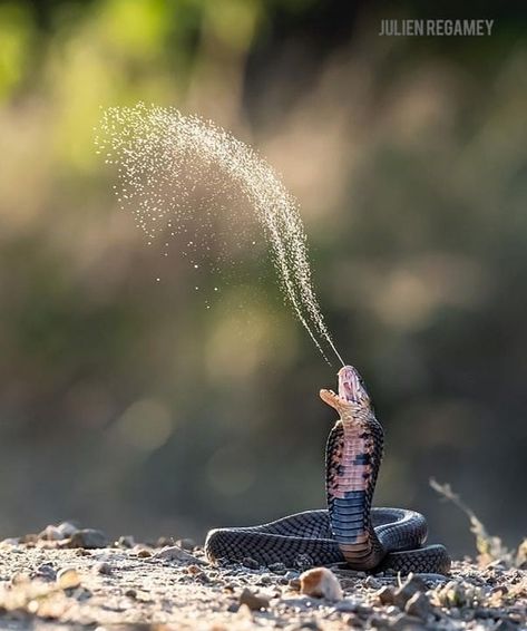 WILDLIFE PHOTOGRAPHY INDIA™ 🇮🇳 on Instagram: “Sprinkler Snek The mozambique spitting cobra lives up to its name. These snakes are highly venomous and capable of projecting their venom…” Badass Pictures, Congratulations Photos, Parking App, Online Puzzles, British Wildlife, Jigsaw Puzzles Online, Kruger National Park, White Sharks, Natural Environment