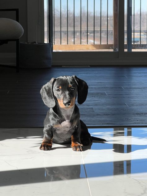 3 months old short hair miniature dachshund puppy Dachshund Short Hair, Mini Dachshund Short Haired, Short Hair Mini Dachshund, Brown Mini Daschund, Silly Wiener Dog, Spotted Mini Dachshund, Short Haired Dachshund, Shaded Red Long Haired Dachshund, Red Long Haired Mini Dachshund