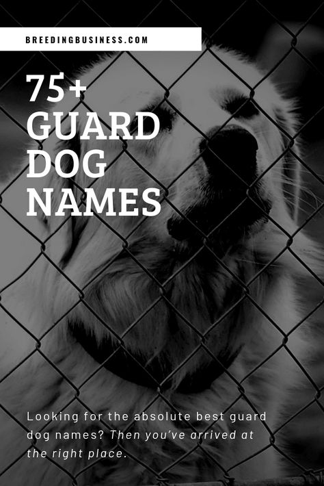 Here are several options of guard dog names for you to choose from, which resemble the true nature of your puppy.  Be it a Dobermann, Rottweiler or German Shepherd, you will find them protecting your home and family at all costs! Rottweiler Dog Names, German Dog Names, Dog Name Ideas, K9 Handler, German Shepherd Names, German Sheperd Dogs, German Names, Protective Dogs, Search And Rescue Dogs