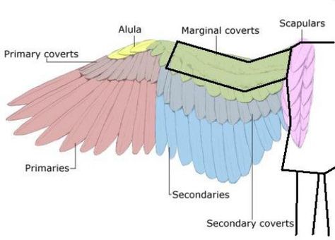 How to Make Life-Size Paper Wings Feather Anatomy, Wing Anatomy, Costume Couple, Cosplay Wings, Diy Wings, Paper Wings, Wings Drawing, Wings Art, Idee Cosplay