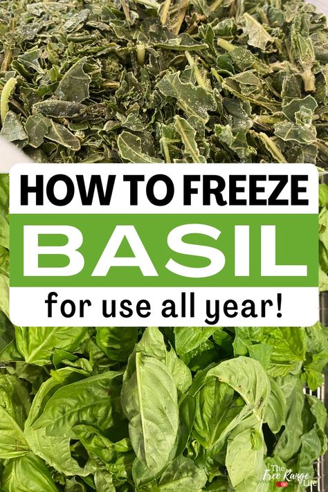 How to Freeze Basil for Year Round Use Freezing Basil Leaves, Freeze Basil Leaves, How To Freeze Basil, Storing Basil, Preserving Basil, Cooking With Fresh Herbs, Growing Cilantro, Food Preserving, Growing Mint