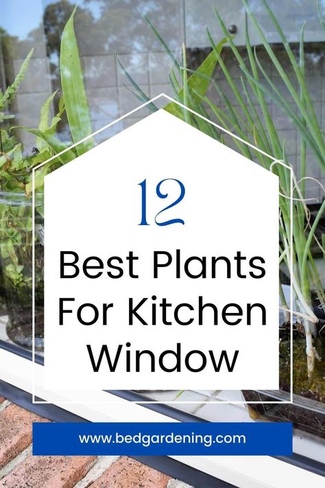 Best Plants For Kitchen, Plants For Window Sill, Hanging Plants In Kitchen Window, Kitchen Window Plants Hanging, Kitchen Greenhouse Window Over Sink, Plants For Kitchen Window, Kitchen Window Sill Ideas Decoration, Plants Over Kitchen Sink, Kitchen Garden Window Decor