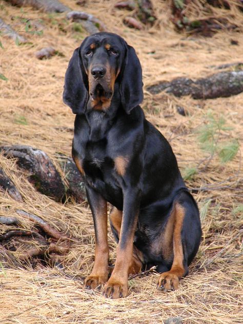 One of America's canine aristocrats, the Black and Tan Coonhound's bloodlines hark back to the Talbot hound of a thousand years ago, yet he's completely a creation of the mountain people of the Ozarks and the Smokies. Coonhound Puppy, Black And Tan Coonhound, Smartest Dog Breeds, Bluetick Coonhound, Lab Puppies, Smart Dog, The Fox And The Hound, Large Dog Breeds, Dog Obedience