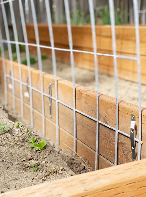 Cattle Panel Trellis is easy, cost effective, and a great long term solution to growing vining plants in your garden. It's easy to add, and won't break down over the years like wood trellis. Here's how to install it into your garden. #cattlepaneltrellis #gardentrellis Using Cattle Panels In The Garden, Garden Box Trellis Ideas, Cattle Wire Trellis, Cattle Panel Trellis Garden, Garden Box Trellis, Diy Garden Arch Cheap, Trellis Between Raised Beds, Cattle Panel Arch Trellis, Diy Cattle Panel Trellis