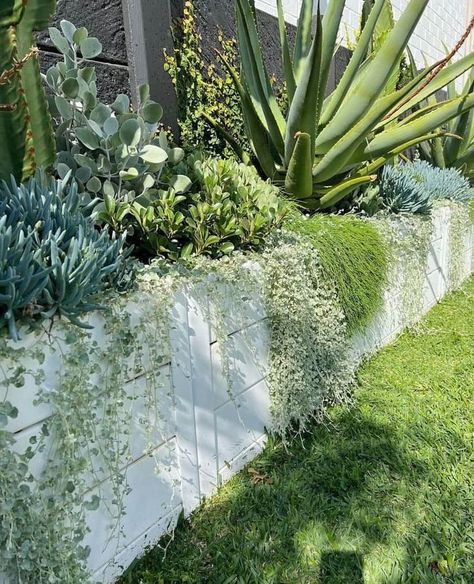 Front Garden Retaining Wall Ideas, Front Garden Retaining Wall, Palm Tree Backyard Landscaping, Plants For Retaining Wall Landscaping, Retaining Wall Planting, Retaining Wall Front Yard, Manly House, Tree Landscaping, Backyard Retaining Walls