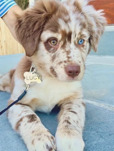 Aussie Puppies, Super Cute Puppies, Cute Animals Puppies, Very Cute Dogs, Really Cute Dogs, Baby Animals Pictures, Cute Little Puppies, Pretty Dogs