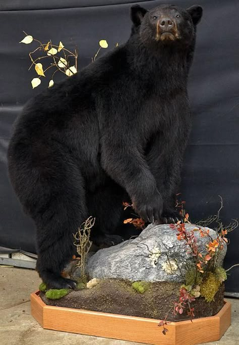 Bear Season (Nature's Way Taxidermy) Black Bear Mounts Taxidermy, Bear Mounts Taxidermy, Black Bear Mounts, Black Bear Taxidermy, Bear Taxidermy, Trophy Room Ideas, Deer Mount Decor, Deer Mount Ideas, Antler Display