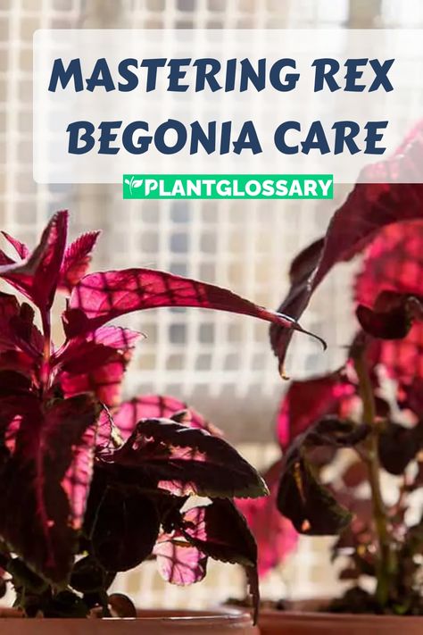 With their stunning, variegated leaves, Rex Begonias are a captivating addition to any plant collection. This guide provides practical tips on how to grow and care for these unique plants, including ideal lighting, watering practices, soil preferences, and humidity control. Whether you're a beginner or a seasoned gardener, our comprehensive advice will help you maintain healthy and thriving Rex Begonias that enhance the beauty of your space. Rex Begonia Varieties, Rex Begonia Care, Begonia Care, Rex Begonias, Rex Begonia, Elephant Ear Plant, Banana Tree, Liquid Fertilizer, Neem Oil