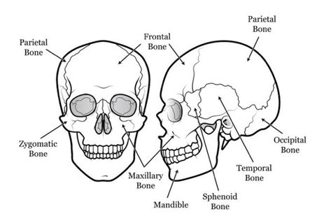 Skull Labeled, Human Skull Drawing, Human Skeleton Anatomy, Facial Bones, Skull Anatomy, Basic Anatomy And Physiology, Face Study, Biology Lessons, Cat Skull